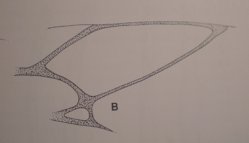 Synergus cf reinhardi (Cynipidae)